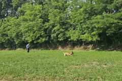 IMG-20250616-WA0010