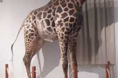 IMG-20250515-WA0013
